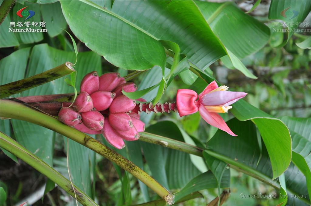  p>芭蕉属(拉丁学名:musa l.