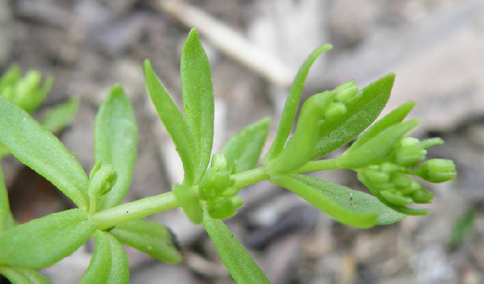  p>细叶景天,是 a target="_blank" href="/item/双子叶植物纲">双子