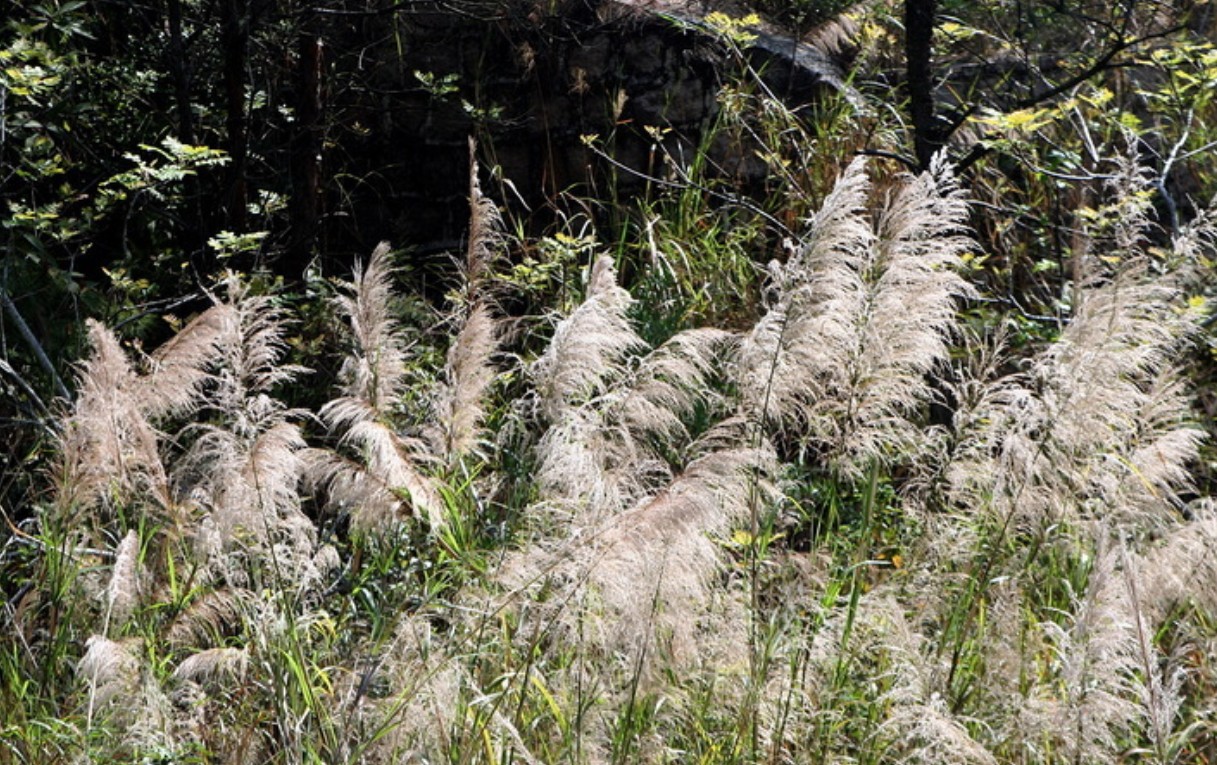  p> b> a href="#" data-lemmaid="10320818">芒草 /a> /b>(学名