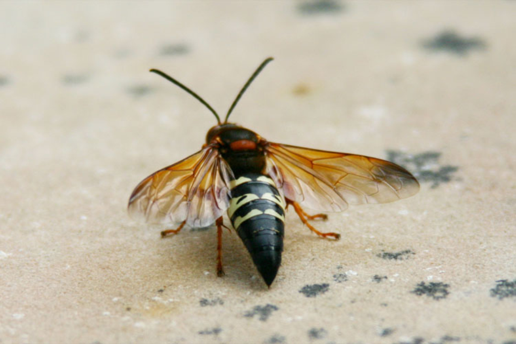  p>食蚜蝇科,英文俗称syrphid flies或flower flies.