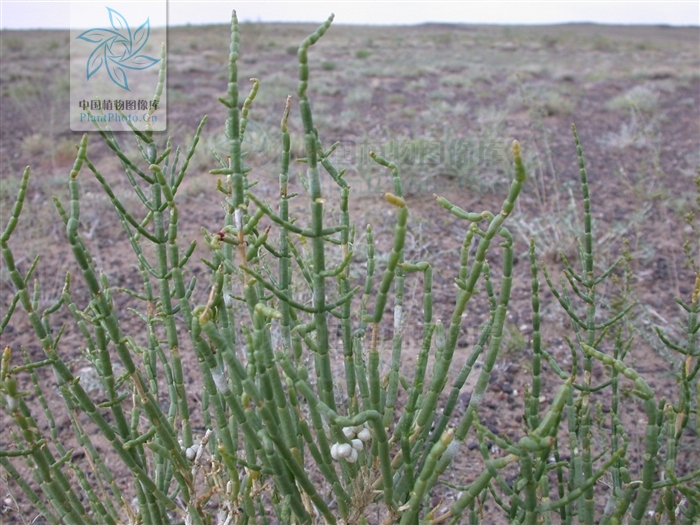 根茎直立,横走或斜升,黑棕色,节和根疏生黄棕色长毛或光滑无毛.