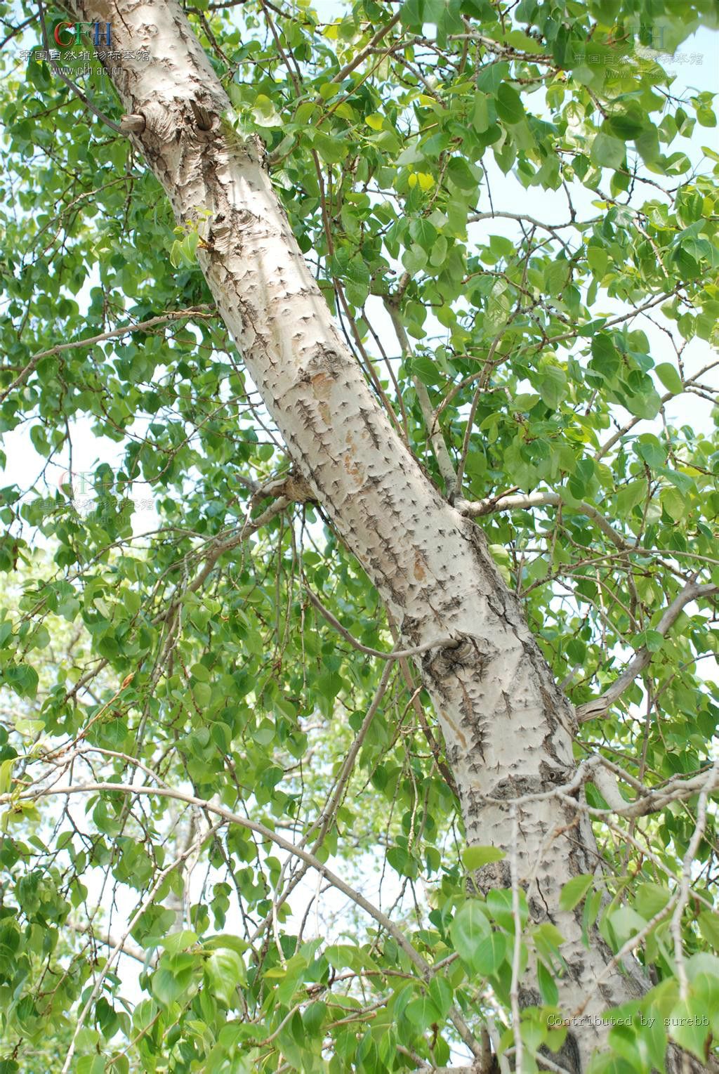  p>青杨(拉丁学名: i>populus cathayana  /i> a href="#">rehd.