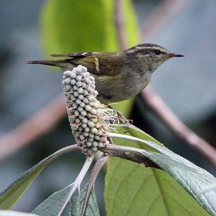 orange-barred willow warbler