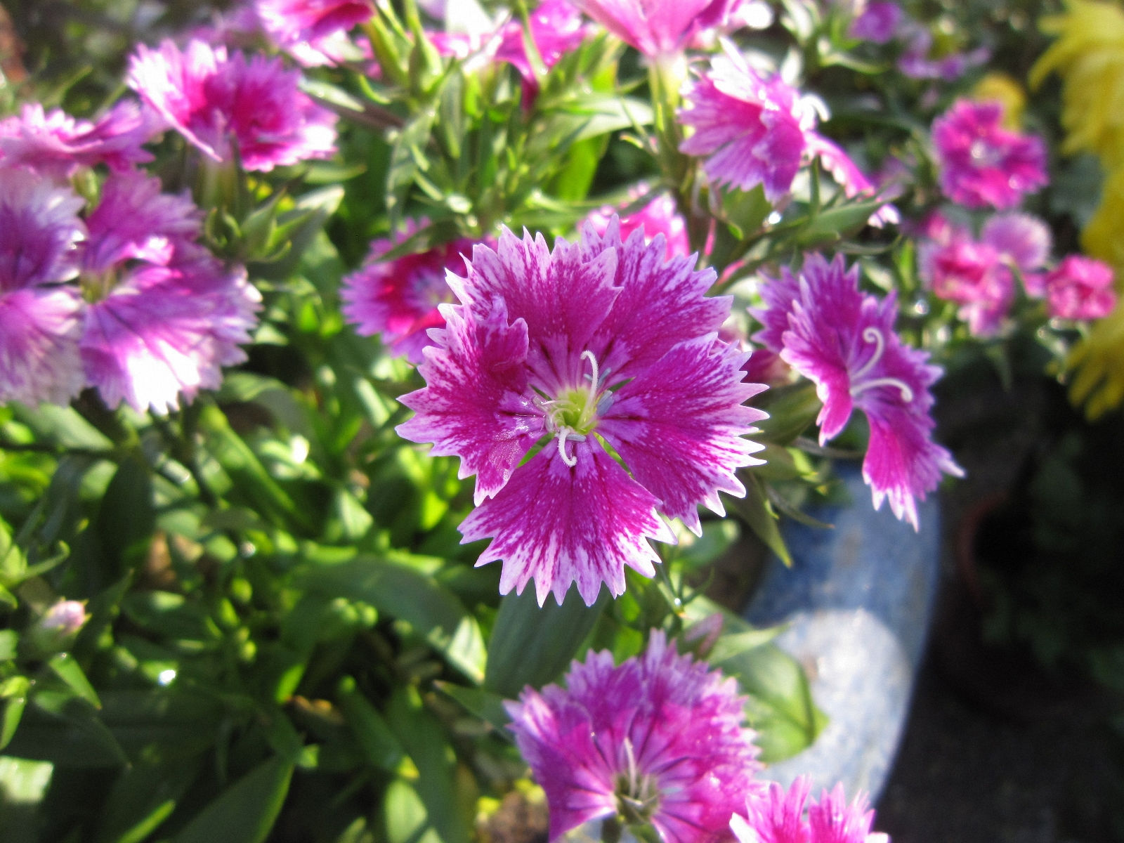  p>石竹,别名:兴安石竹,北石竹,钻叶石竹,蒙古石竹,丝叶石竹,高山石竹