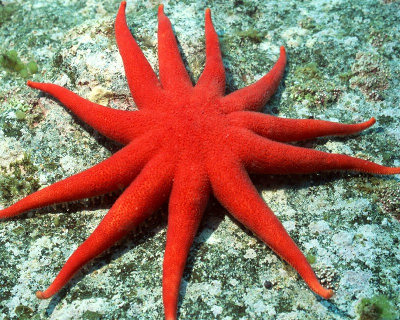 是世界最大最长的 a target="_blank" href="/item/珊瑚礁/101162"