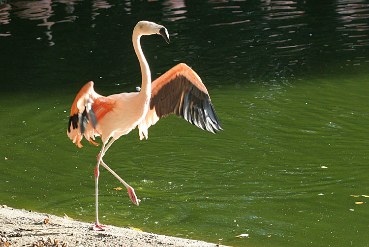  p>智利红鹳(学名: i>phoenicopterus chilensis /i>):又名 a href="
