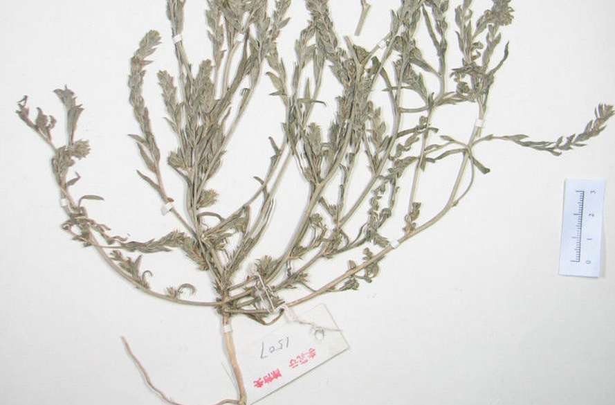  p>软毛虫实(学名: i>corispermum puberulum  /i>iljin)为藜科,虫实