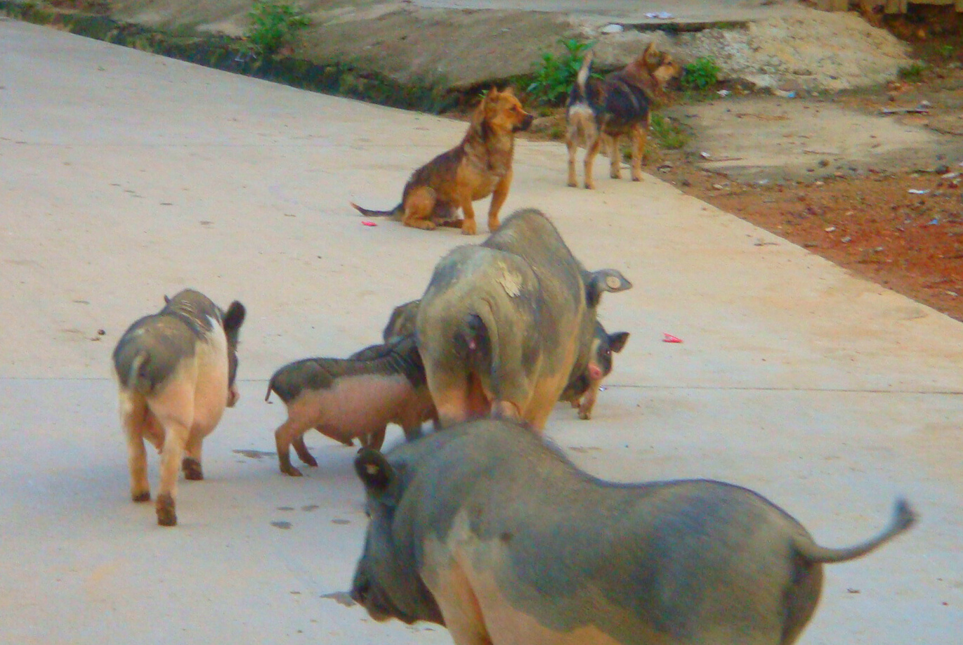  p>五脚猪,又名老鼠猪,五指山猪,原产于海南省 a target="_blank"