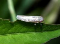 大白叶蝉