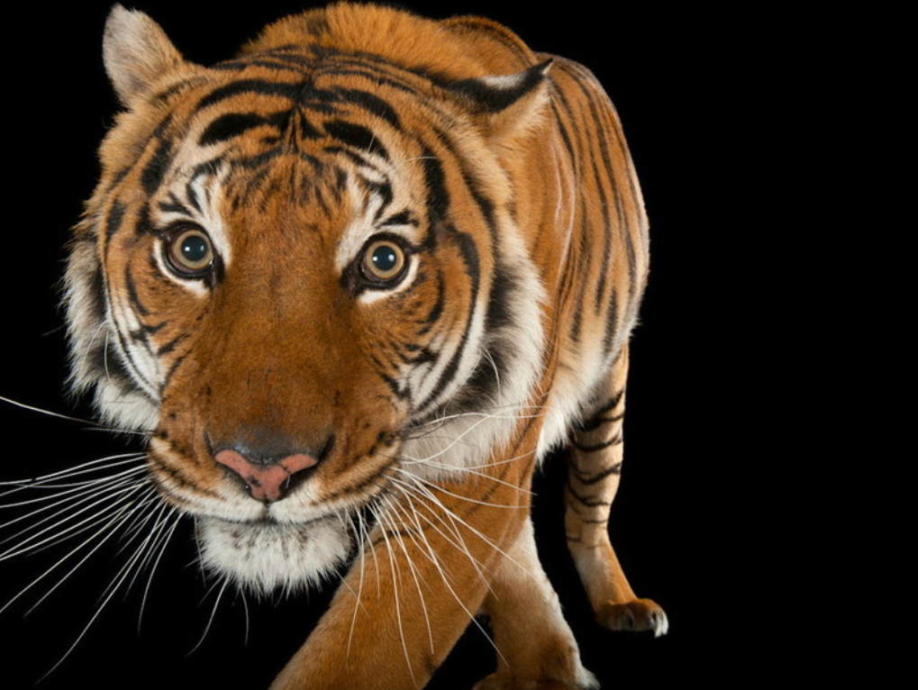 panthera tigris ssp. jacksoni