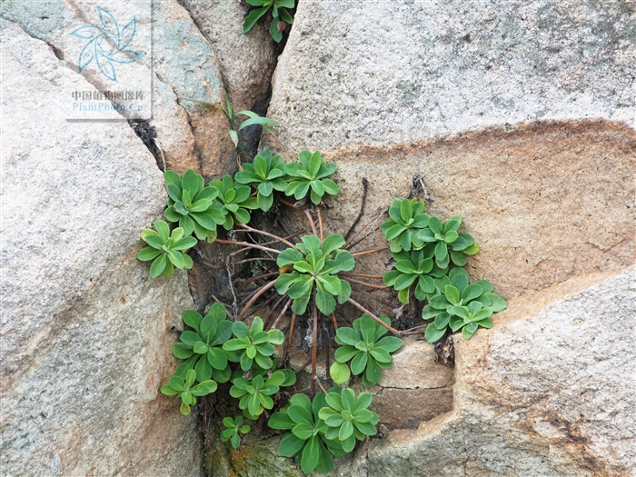 nakai)是菊科假还阳参属的植物,多年生 a target="_blank" href="