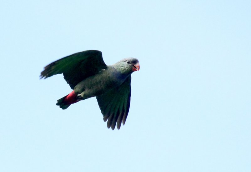  p>红嘴鹦哥(学名: i>pionus sordidus /i>)为鹦形目鹦鹉科的 a href=