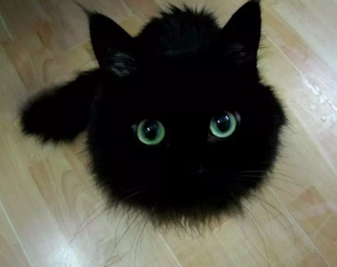 黑猫不吉利？11 个理由告诉你养黑猫是一件很酷的事_百科TA说