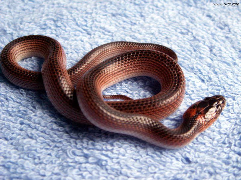  p>水赤链游蛇(又名 a href="#" data-lemmaid="8833109">水游蛇 /a>)