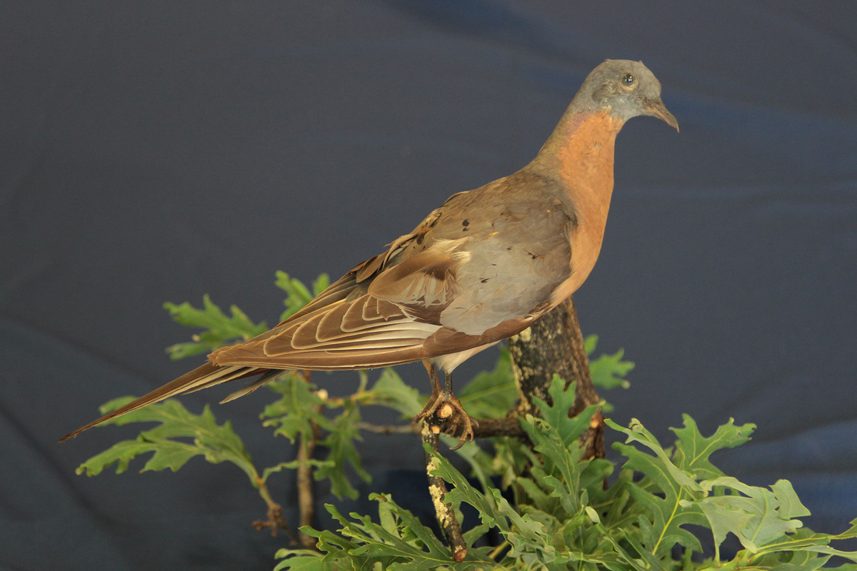 ectopistes migratorius