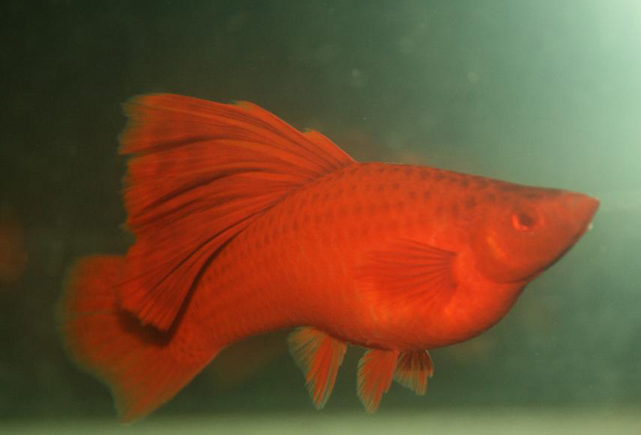  p data-id="gnwtl5p3xy">高鳍红剑尾鱼是在20世纪50年代由美国 a