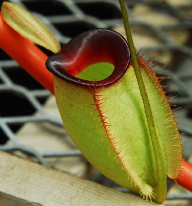 nepenthes ampullaria