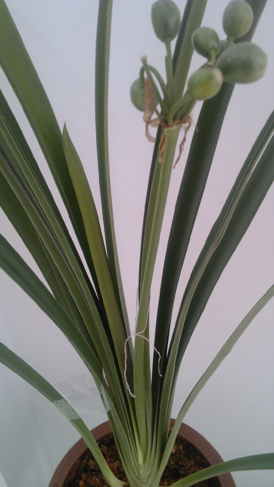  p>沼泽君子兰是最新发现的君子兰,基本上以野生原生态为主,非常稀有