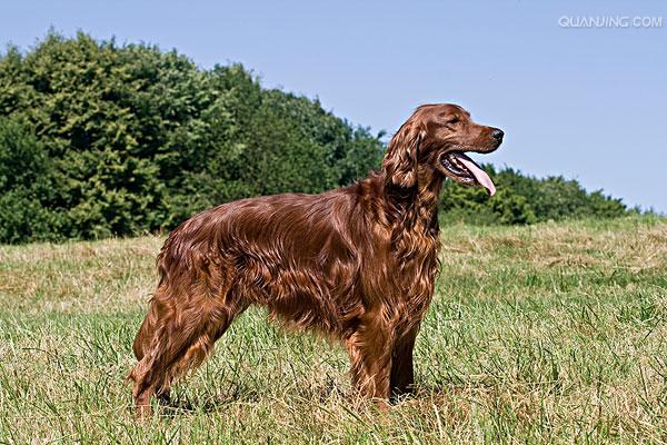 爱尔兰蹲猎犬