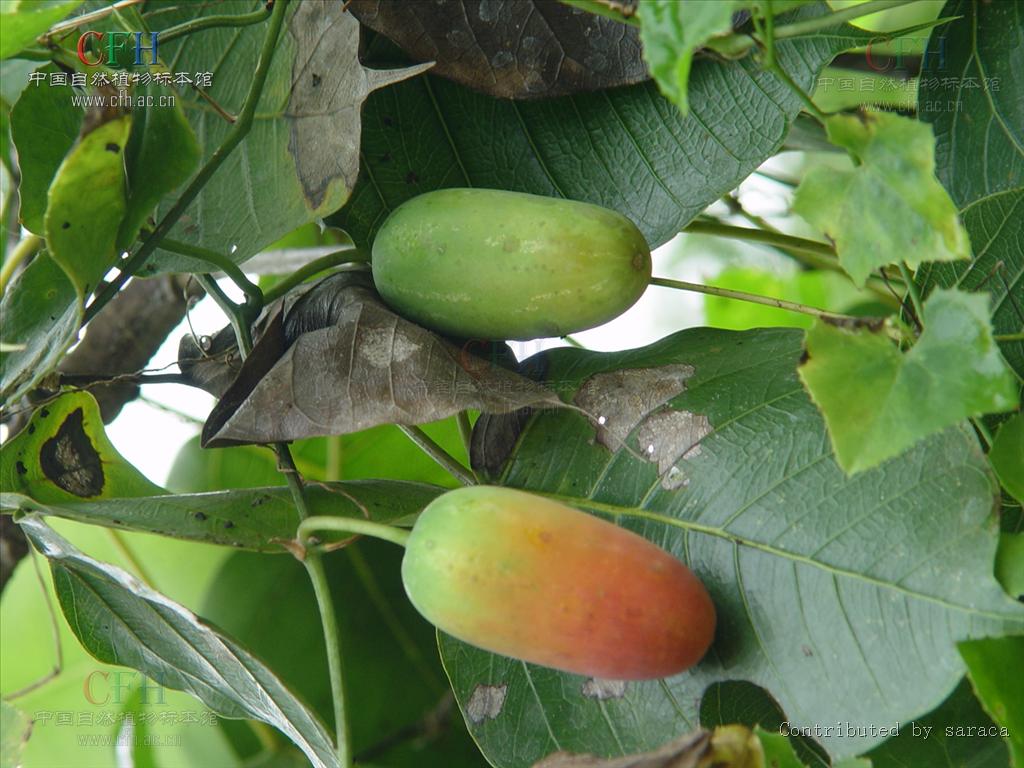 voigt)是葫芦科,红瓜属攀援 a href="#">草本 /a>植物;根粗壮;茎