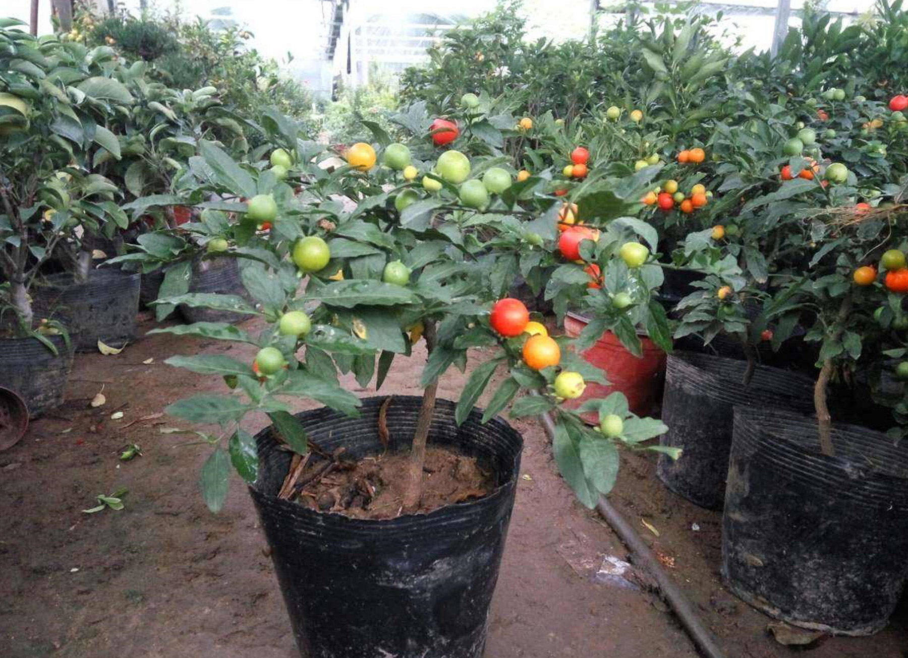 solanum pseudocapsicum