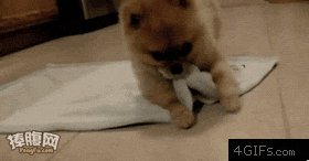 280_146gif 动态图 动图