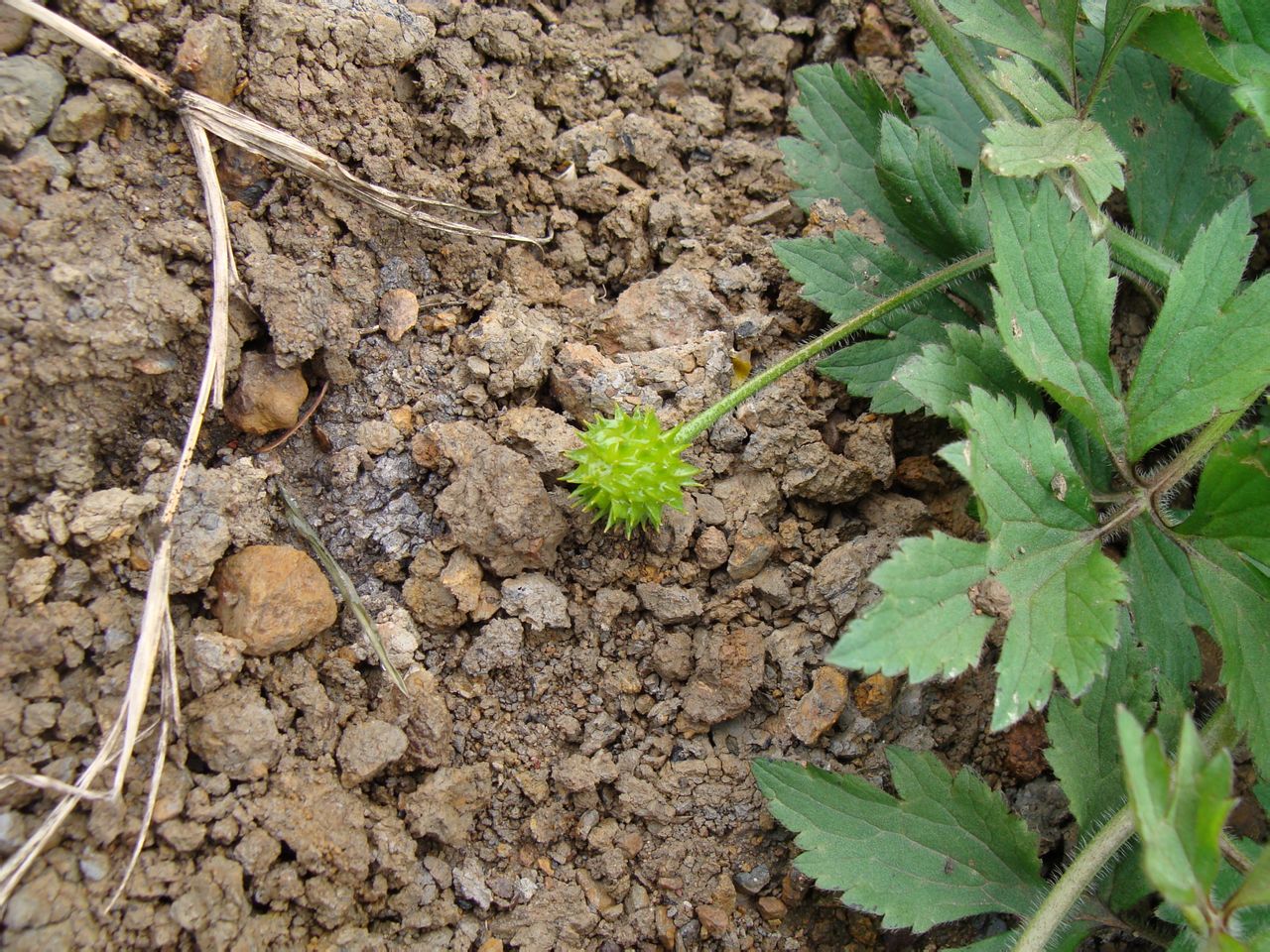 为毛茛科毛莨属的植物.多年生草本.须根伸长簇生.