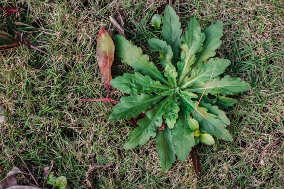  p data-id="gnaprfbpjf">基生叶是指有些植物的 a target="_blank"