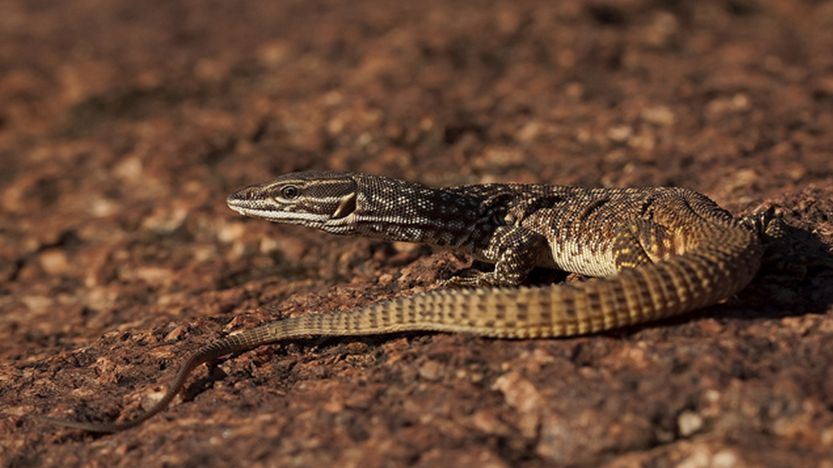  p>刺尾巨蜥(学名: i>varanus primordius /i>)是 a href="#" data