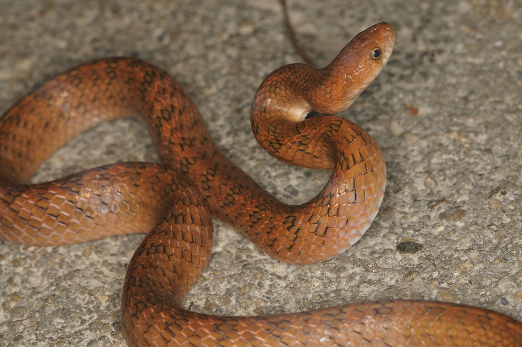 href="#">游蛇科 /a>小头蛇属的爬行动物,俗名棕秤杆蛇,棕色小头蛇