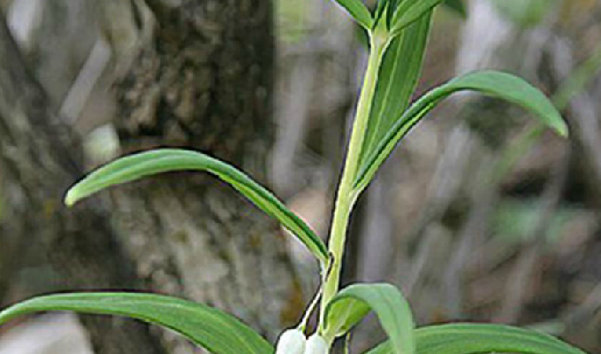  p> b>垂叶黄精 /b> i>(学名:polygonatum curvistylum  /i>hua):是 a