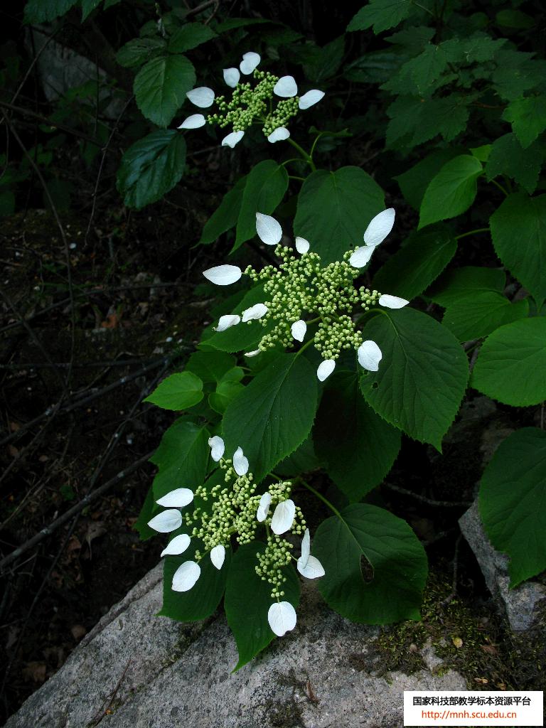 schizophragma integrifolium var. glaucescens