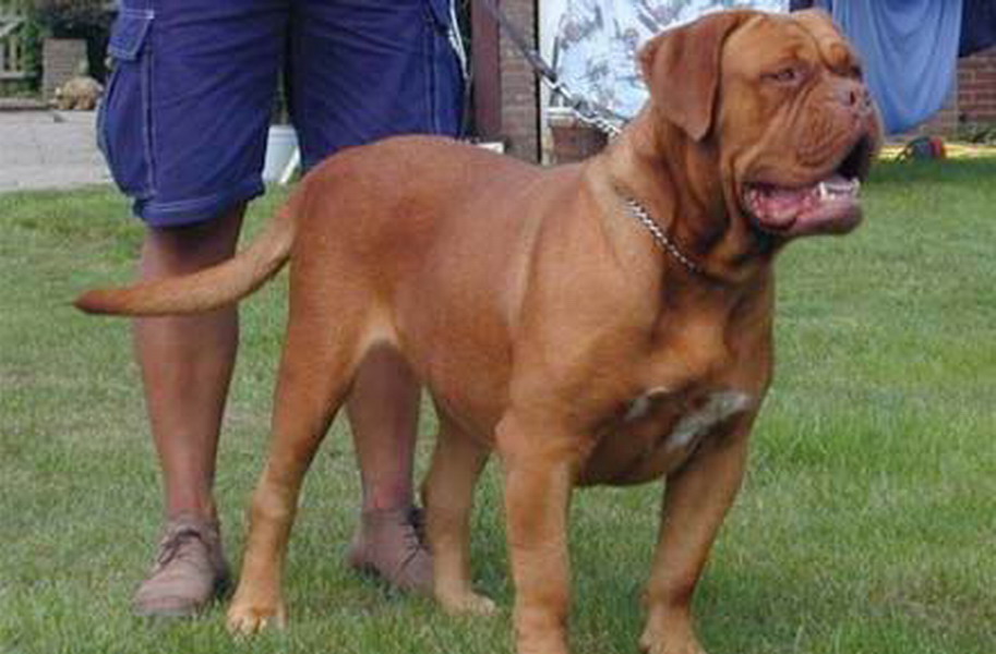 班道戈犬来自撒克逊方言的"banda"- "链条,用链条拴",1960年,美国人用