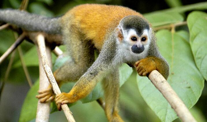 black-crowned central american squirrel monkey