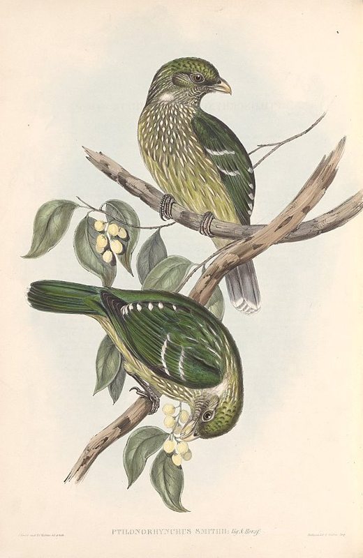  p>绿猫鸟,别名 a href="#" data-lemmaid="9700847">绿园丁鸟 /a>