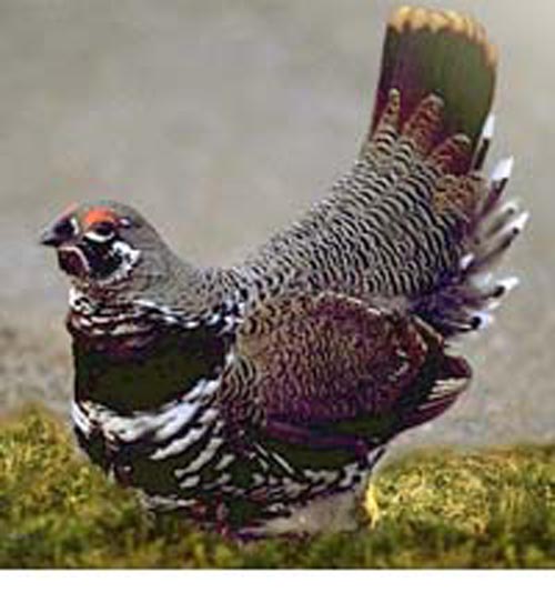  p>镰翅鸡(学名: i>falcipennis falcipennis /i>):体长32-41厘米