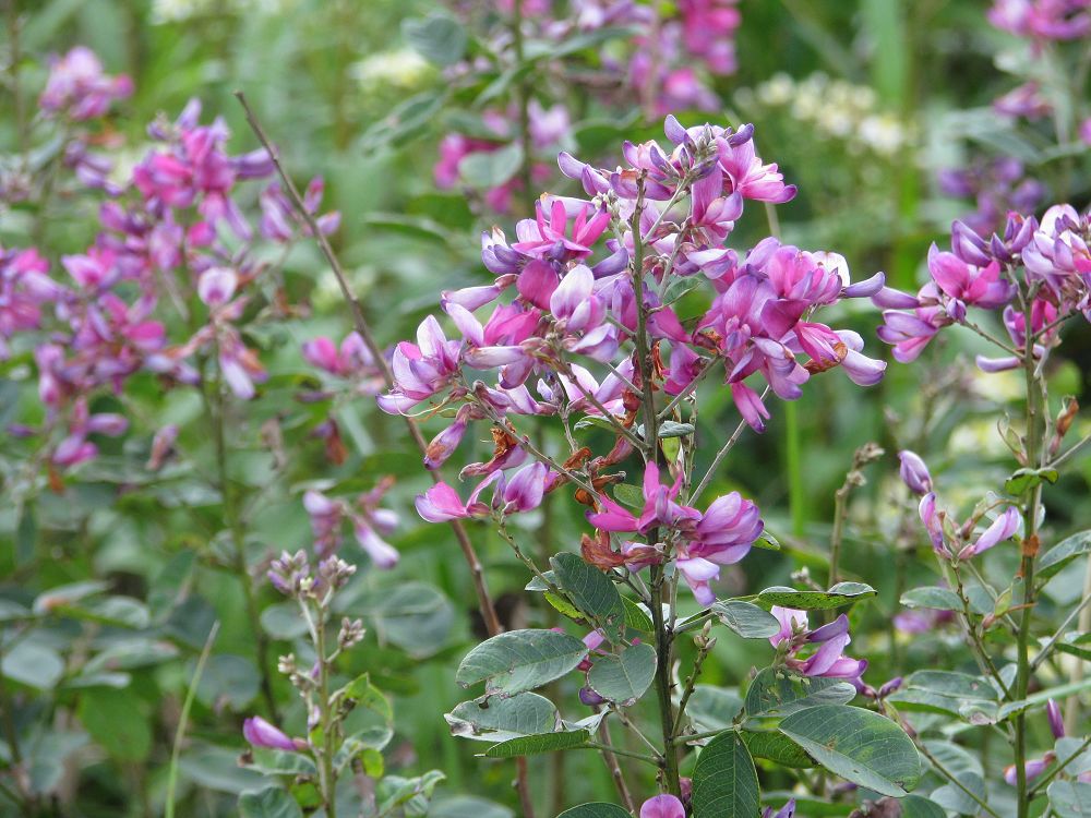 是豆科胡枝子属灌木.