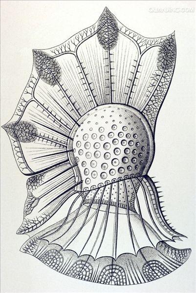  p>多甲藻是多甲藻属类 a target="_blank" href="/item/藻类/2875032