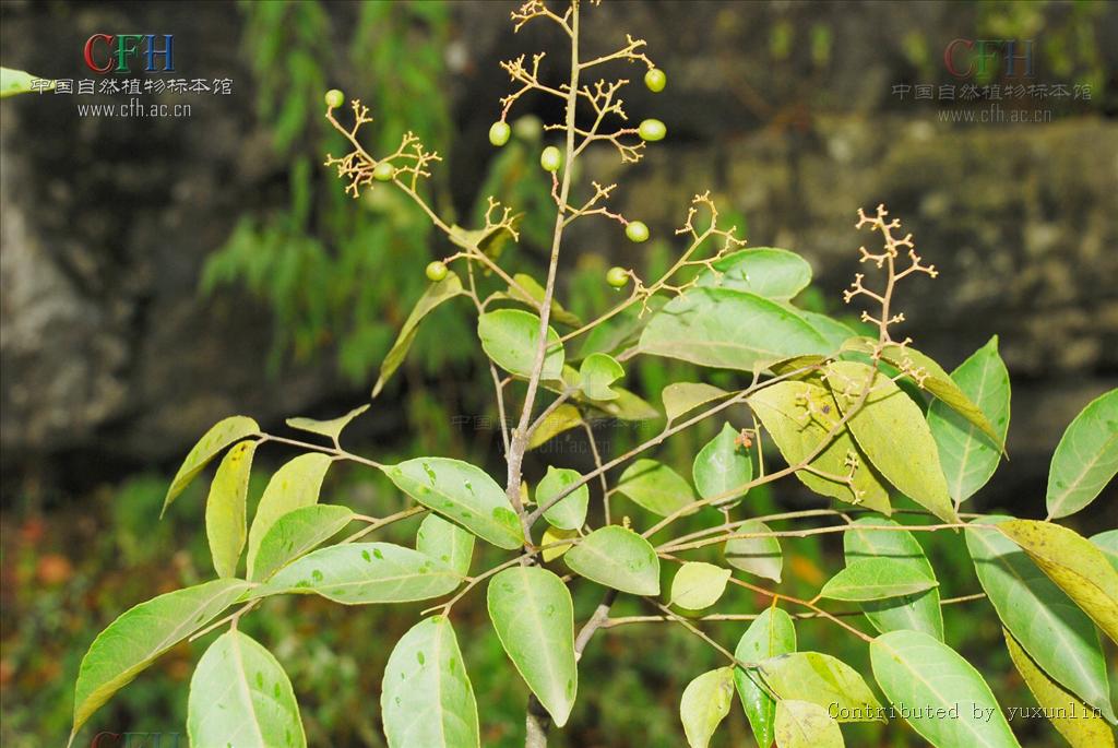 clausena dunniana