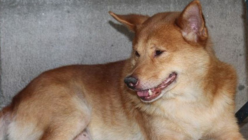  p>春和犬属 a target="_blank" href="/item