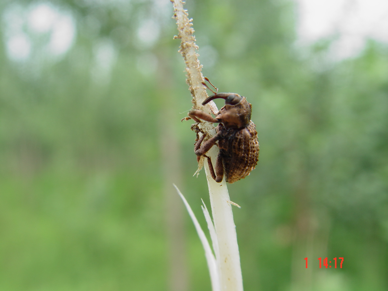  p>昆虫名,属鞘翅目(coleoptera),象虫科(curculionidae).