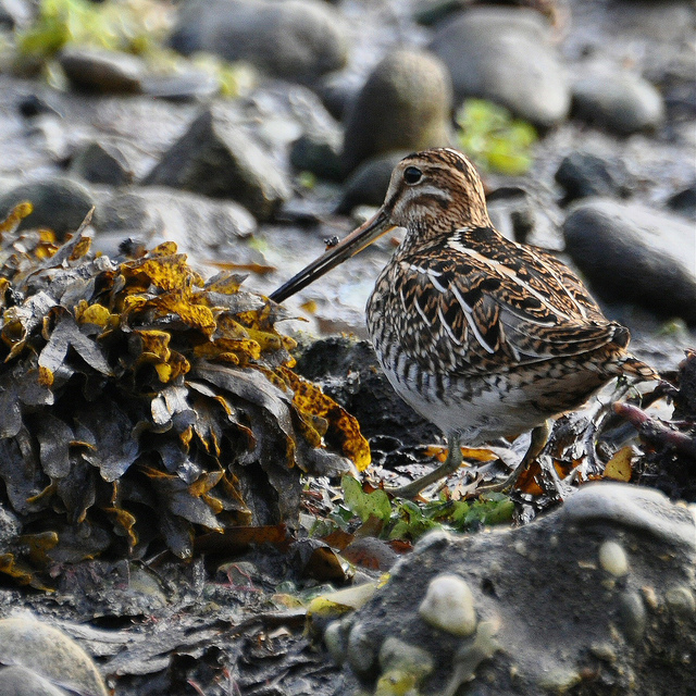  p>扇尾沙锥(学名: i>gallinago gallinago /i>)是鹬科沙锥属鸟类