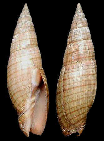  p>铁锈笔螺是 a href="#">新腹足目 /a> a href="#">笔螺科 /a>的一