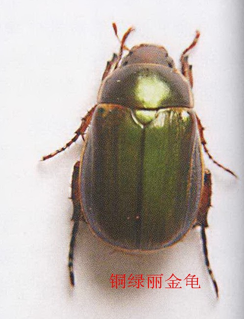  p>铜绿丽金龟(拉丁学名:anomala corpulenta  motschulsky),成虫体背