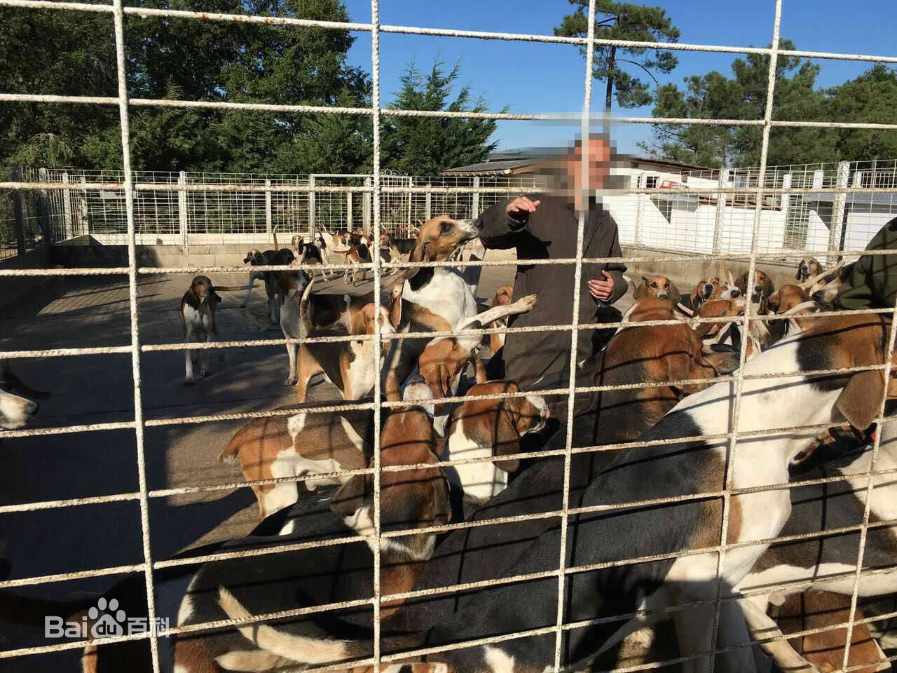 法国三色犬