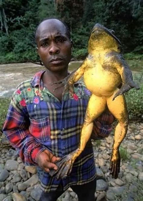  p>非洲巨蛙(学名: i>conraua goliath /i>):是蛙类中的"巨无霸".