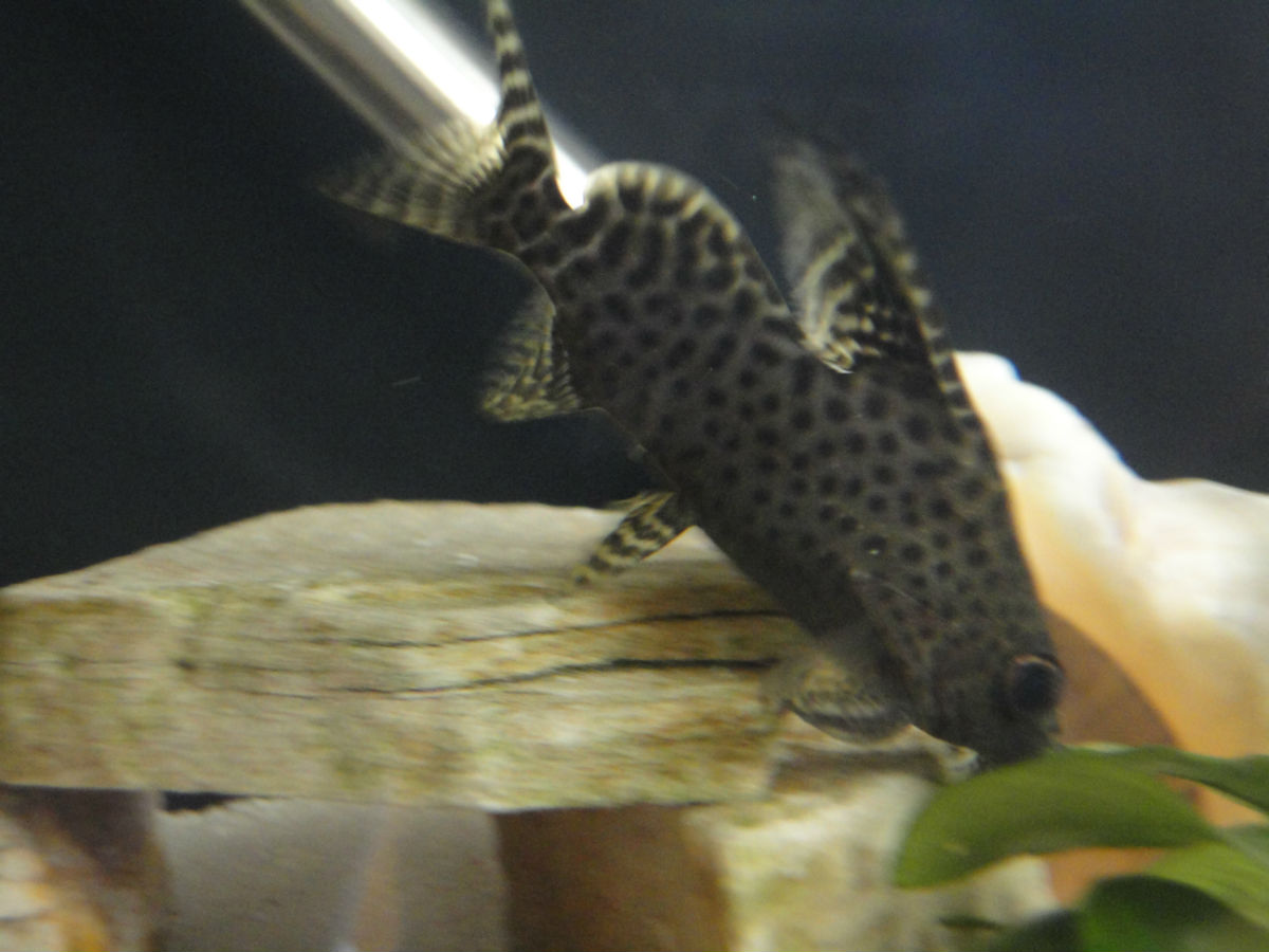  p>二长棘鲷,分布于北太平洋西部.我国产于南海和东海南部.