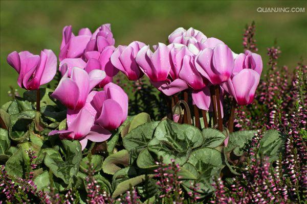  p>仙客来( i>cyclamen persicum /i> mill.