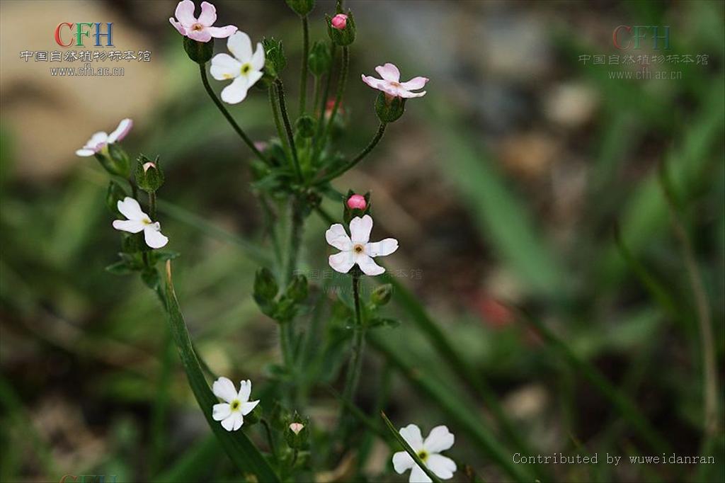  p>直立点地梅,属 a target="_blank" href="/item/报春花科/3427454"