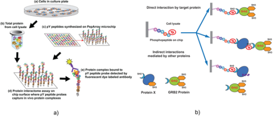 Grb2蛋白_百度百科